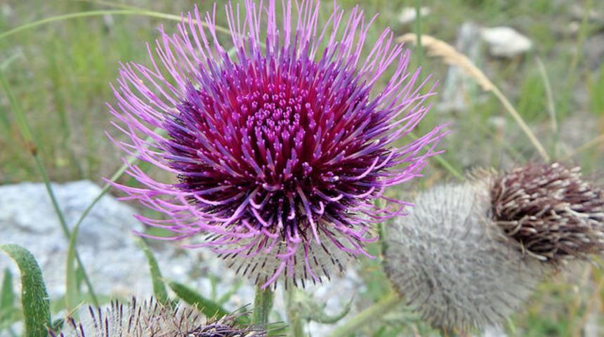Dulavrao otu nedir, Dulavrat otu faydaları nelerdir?