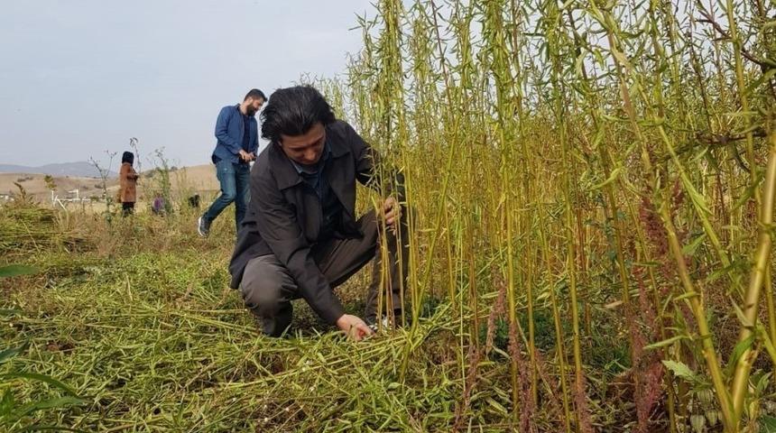 Bingöl Üniversitesi "Kenevir sapı ve jüt" bitkisinden kovan üretecek