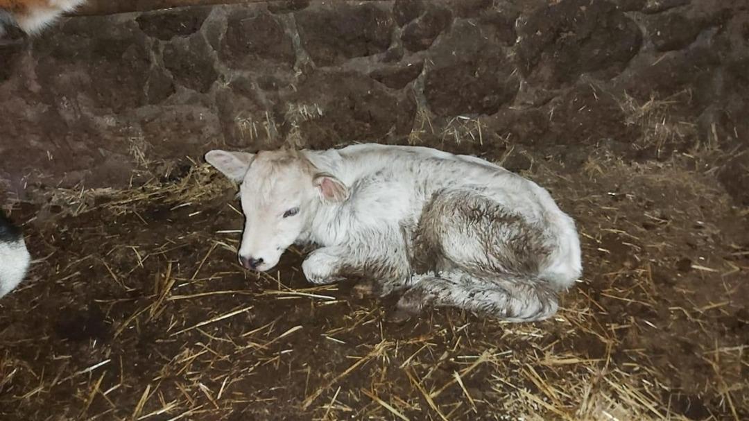 B&uuml;y&uuml;kşehir&rsquo;den yerli ırka destek