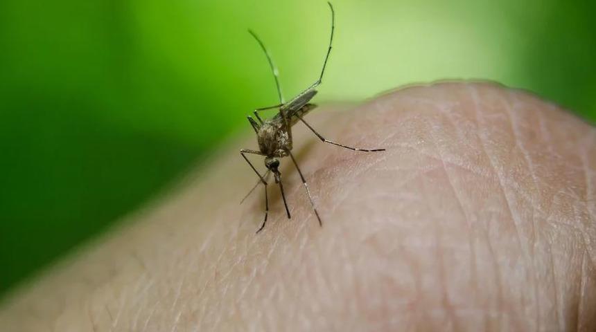 Nijerya'da sarı humma salgınında 100'den fazla kişi öldü