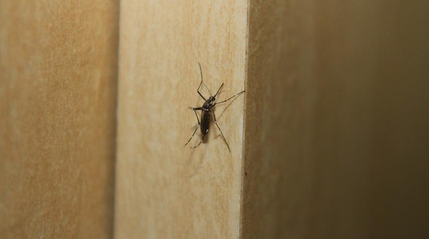 Taiz'de humma salgını nedeniyle olağan&uuml;st&uuml; hal ilan edildi