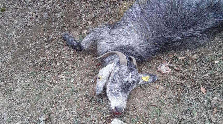 Kırkağa&ccedil;&rsquo;ta &ccedil;akallar 15 ke&ccedil;iyi telef etti