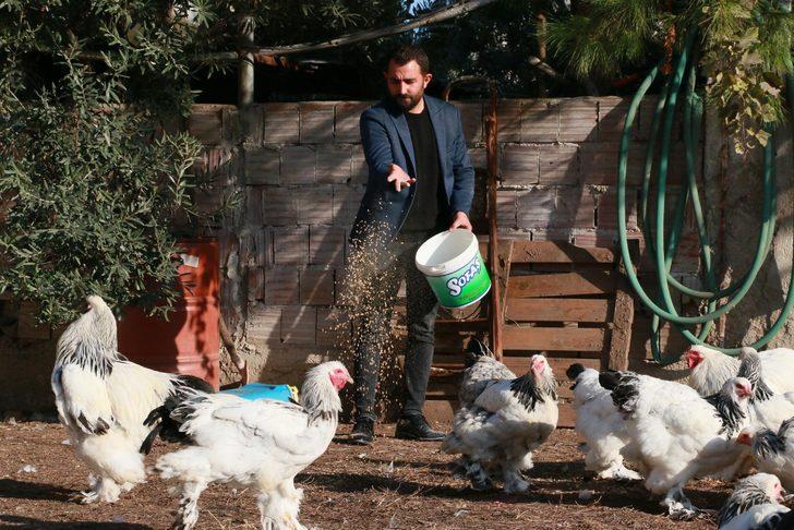 Fabrikadaki işini bıraktı, süs tavuğu yetiştiricisi oldu! Yılda 200 bin lira kazanıyor G2