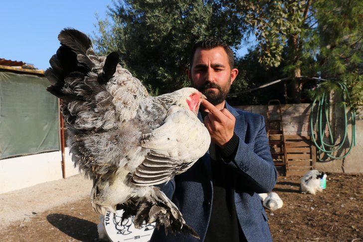 Fabrikadaki işini bıraktı, süs tavuğu yetiştiricisi oldu! Yılda 200 bin lira kazanıyor G3