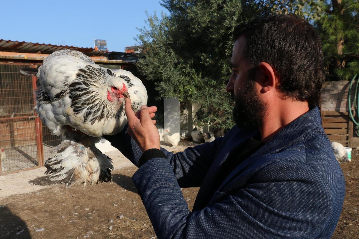 Fabrikadaki işini bıraktı, s&uuml;s tavuğu yetiştiricisi oldu! Yılda 200 bin lira kazanıyor