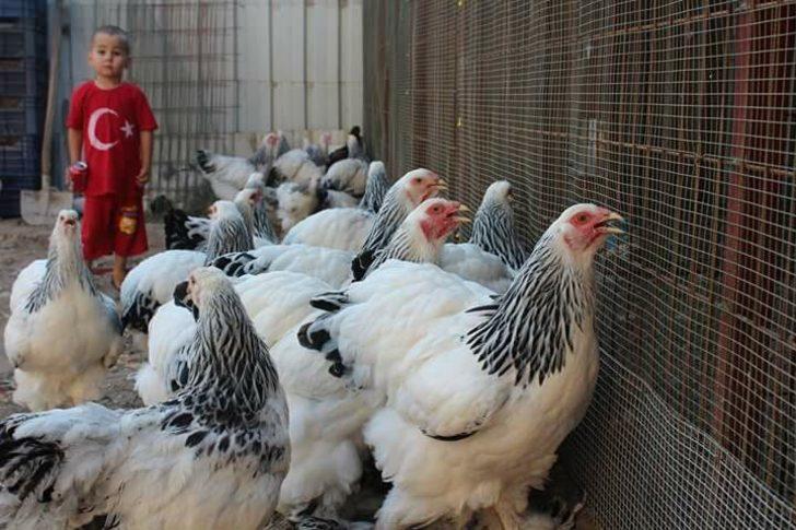 Fabrikadaki işini bıraktı, süs tavuğu yetiştiricisi oldu! Yılda 200 bin lira kazanıyor G5