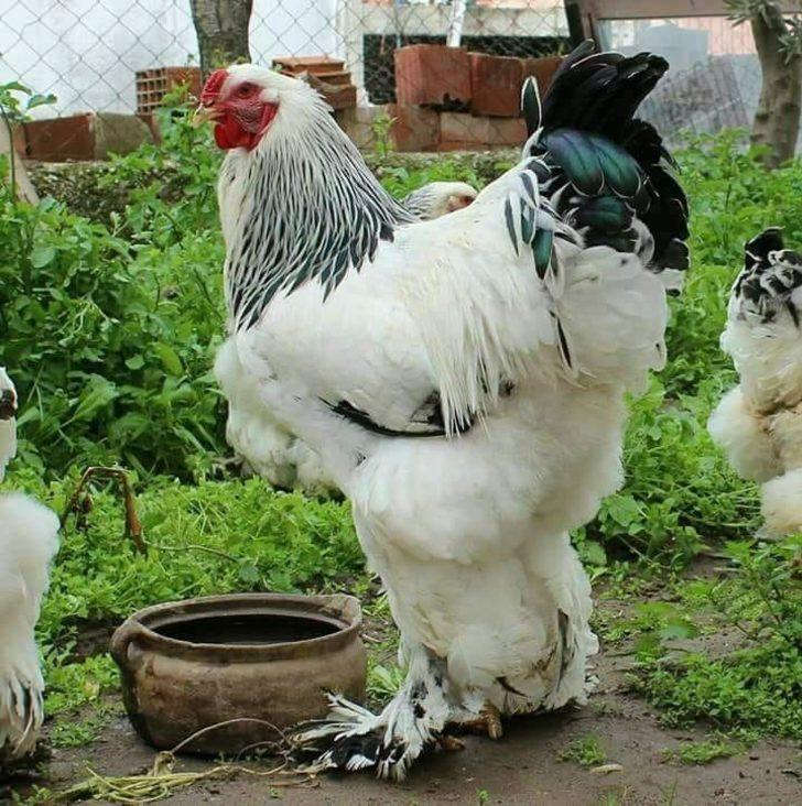 Fabrikadaki işini bıraktı, süs tavuğu yetiştiricisi oldu! Yılda 200 bin lira kazanıyor G1