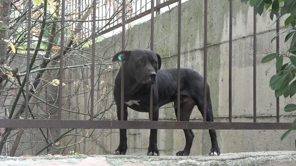 İstanbul'da Sultangazi'deki okulda pitbull paniği