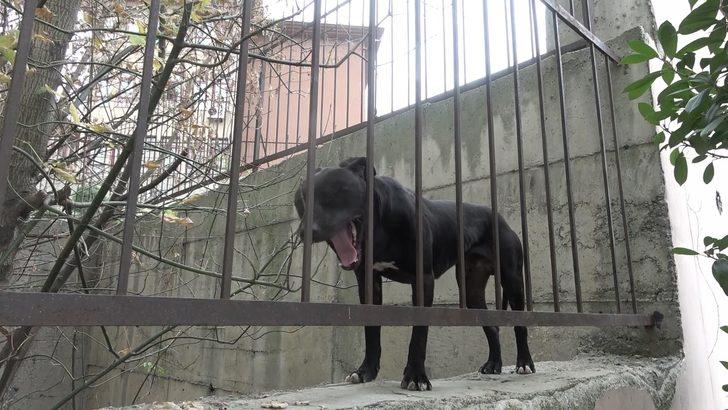 İstanbul'da Sultangazi'deki okulda pitbull paniği G2