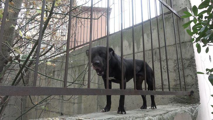 İstanbul'da Sultangazi'deki okulda pitbull paniği G1