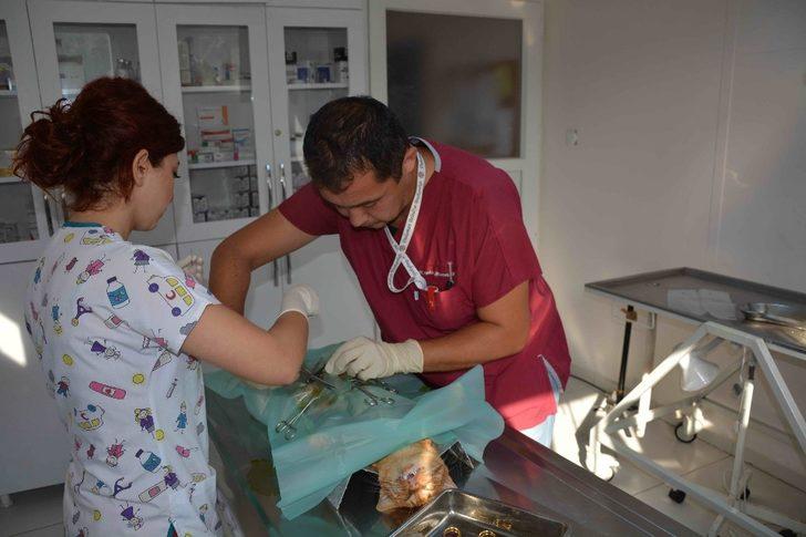 Olta iğnesi yutan kedi tedavi edildi G2