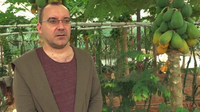 Okuduğu yalnız ada filmlerinde etkilenip papaya üretimine başladı