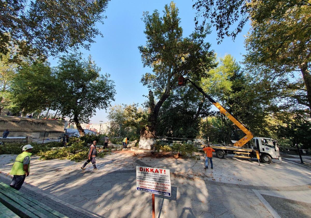 Asırlık anıt &ccedil;ınar ağacının dalları kesildi