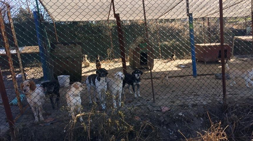 Lapseki’de sokak hayvanlarına aşı yapıldı