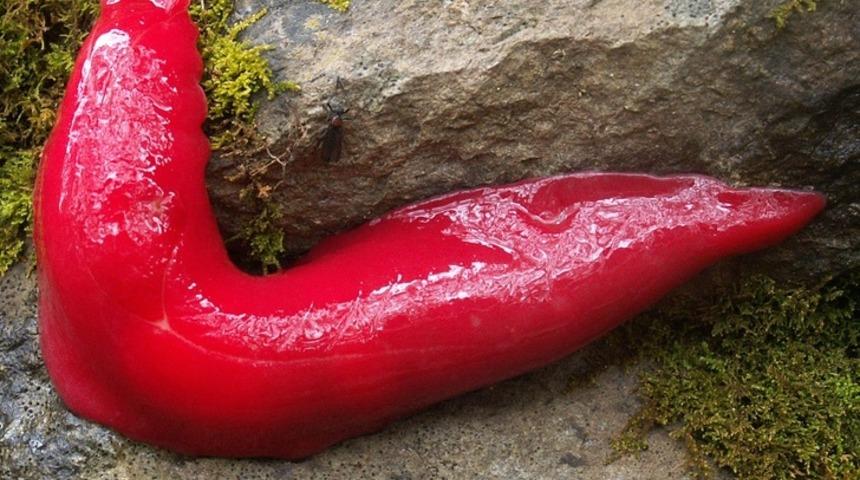 Böylesini görmediniz! Resmen kırmızısı da varmış