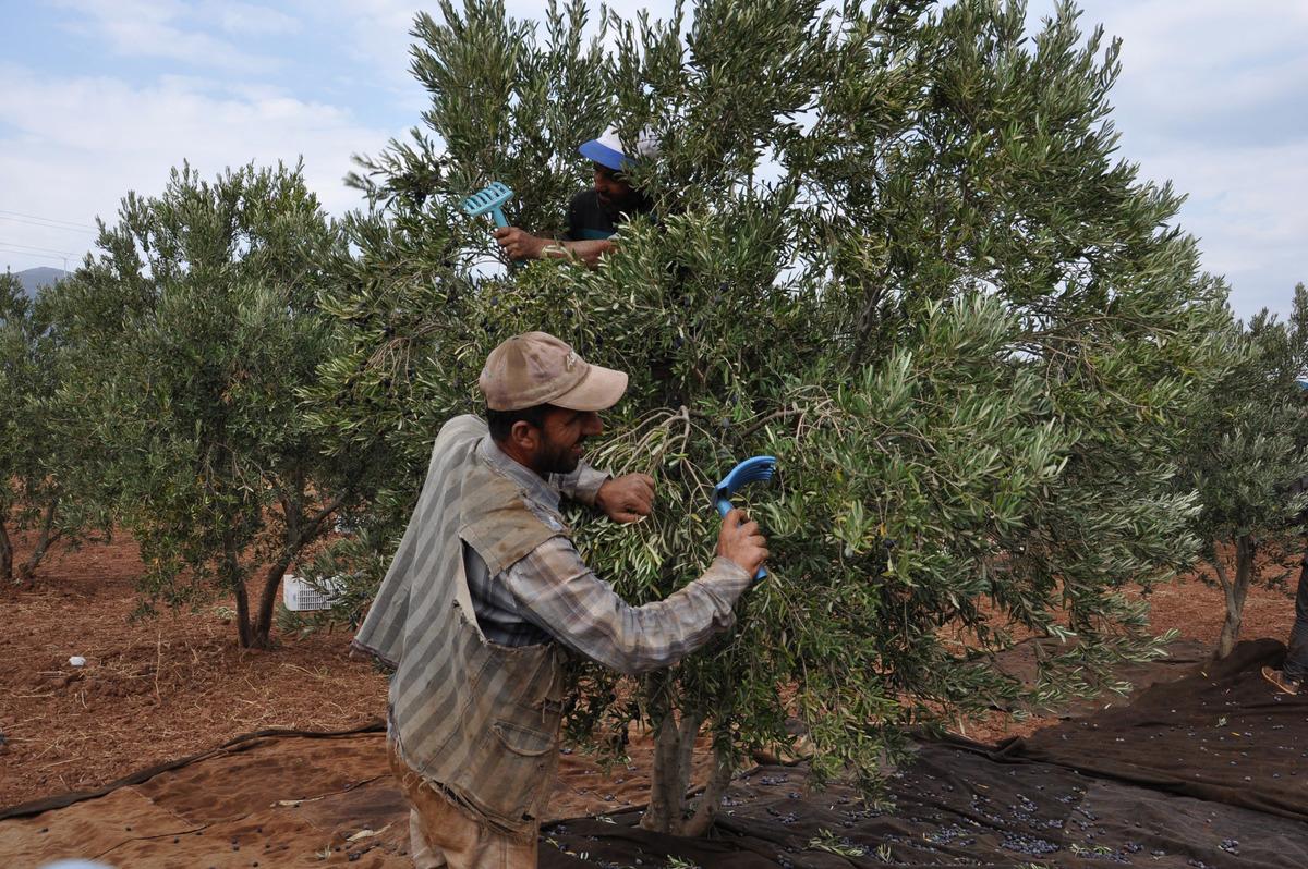 İslahiye&rsquo;de hasadı başlayan zeytin fiyatıyla sevindirdi