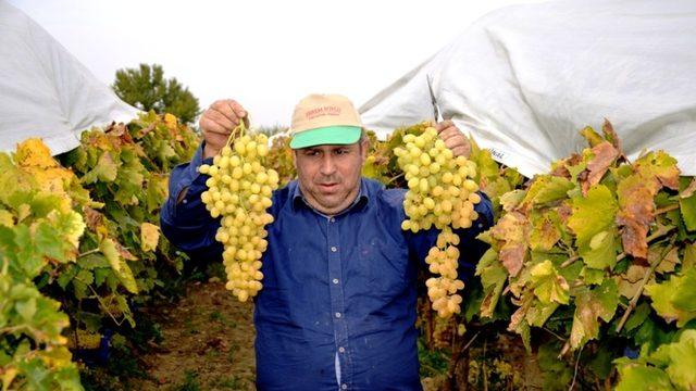 Üzüm üreticisi dünyaya açılmak için hava kargo istiyor