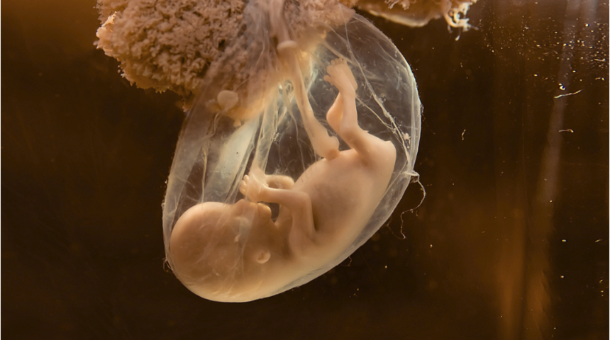 Hamileliğin 7. haftasında bebekler dokunmayı hissetmeye başlıyor