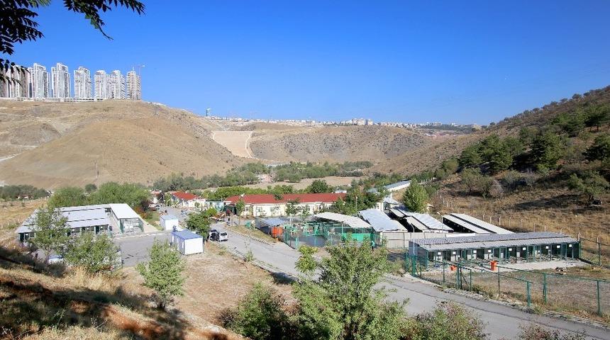 Barınakta kanser tedavisi