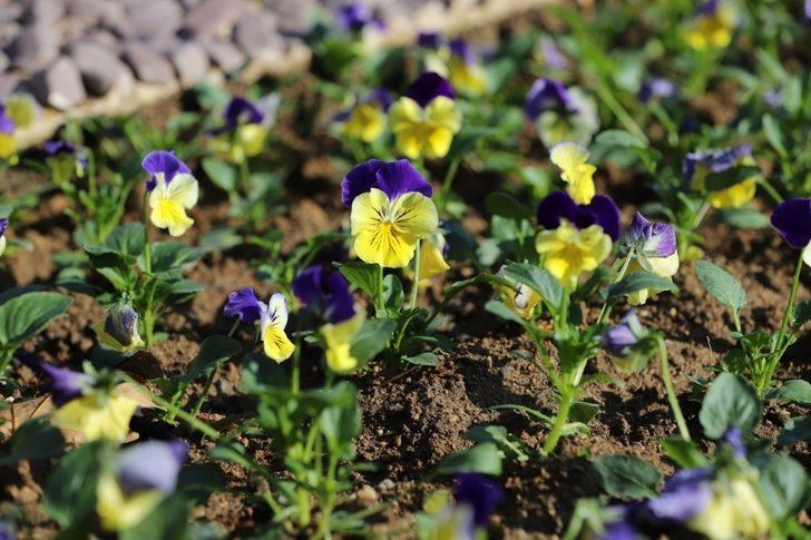 Mevsim çiçekleri Nevşehir’i süslüyor G5