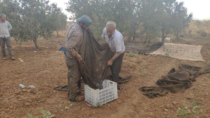 İslahiye’de zeytin hasadına başlandı G1
