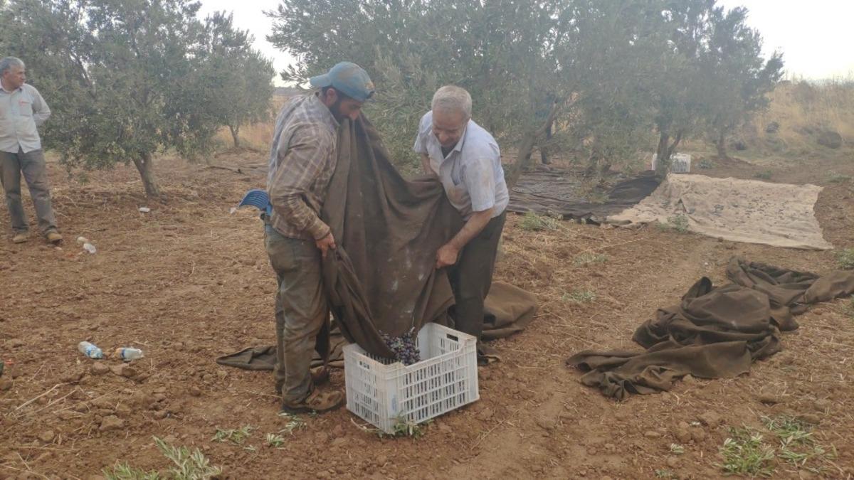 İslahiye&rsquo;de zeytin hasadına başlandı