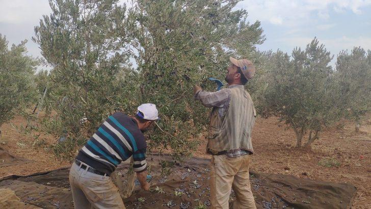 İslahiye’de zeytin hasadına başlandı G2