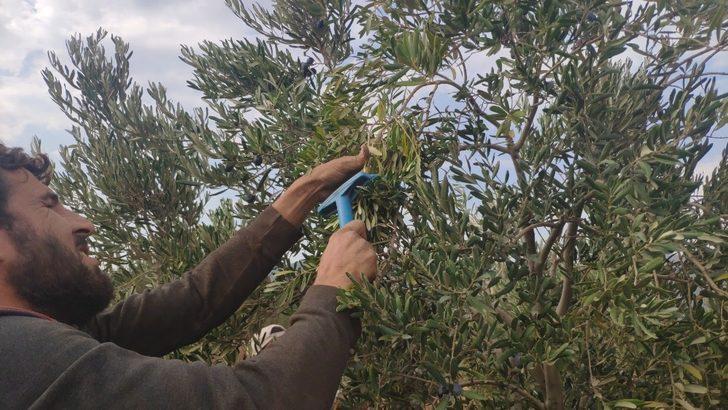 İslahiye’de zeytin hasadına başlandı G3