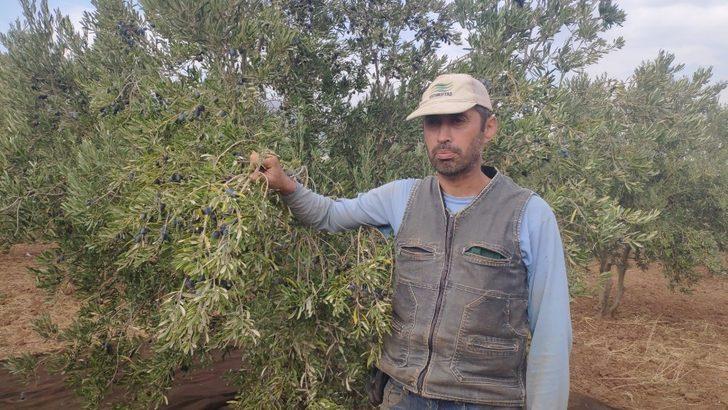 İslahiye’de zeytin hasadına başlandı G4