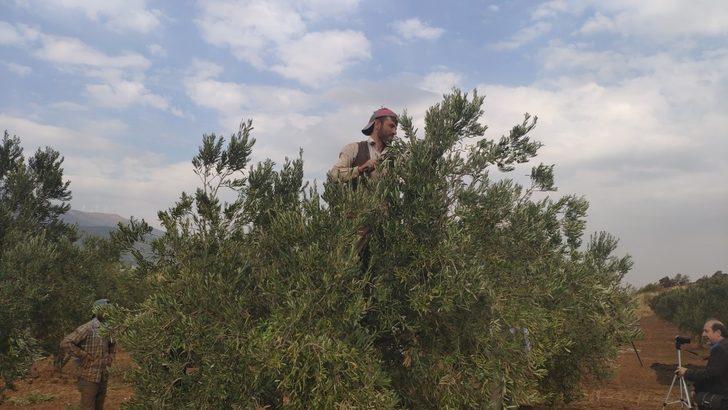 İslahiye’de zeytin hasadına başlandı G5