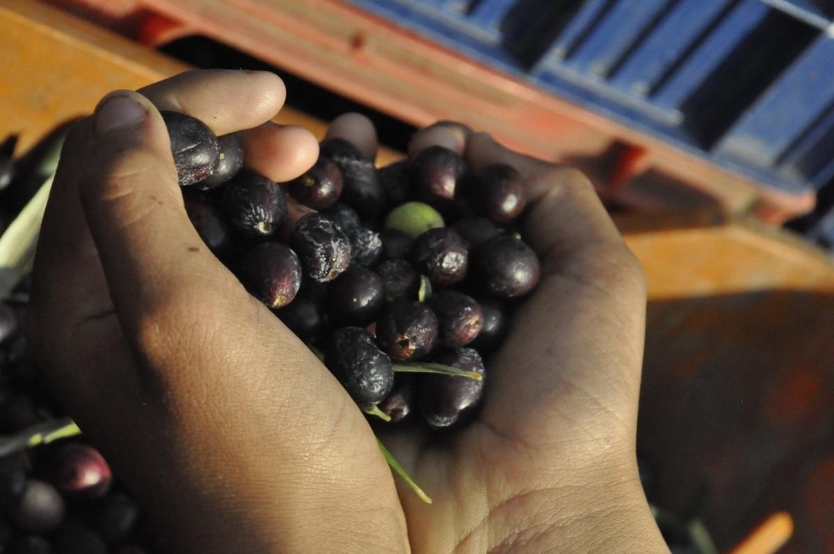 (&Ouml;zel) Zeytin yağında doğru bildiğimiz yanlışlar