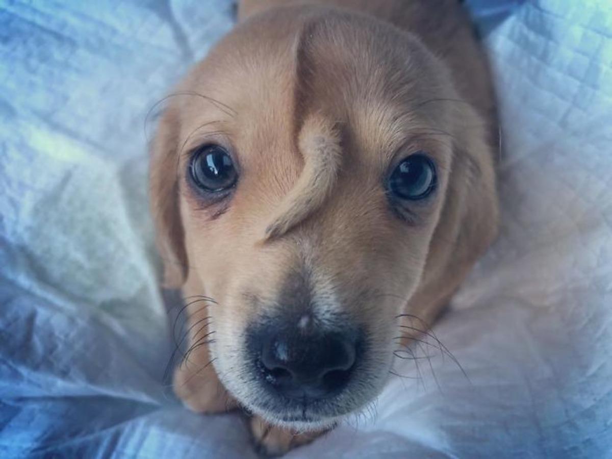 Bu k&ouml;peğin kuyruğu alnında!