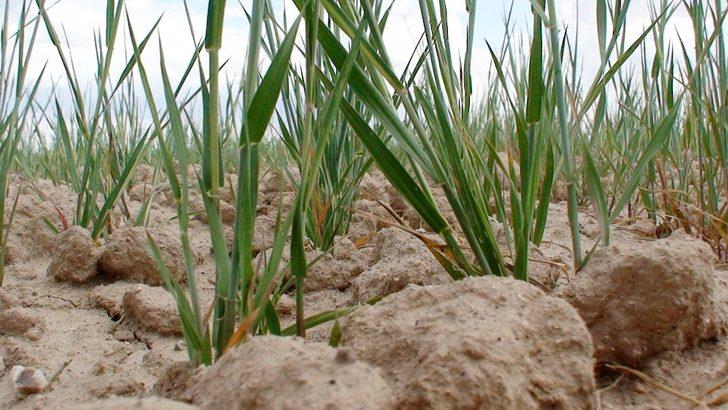 Aksaray tarımında kuraklık tehlikesi G2