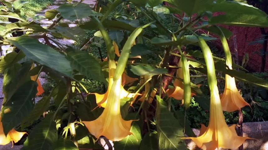 Boru çiçeğinden yapılan dolma, 2'si çocuk 6 kişiyi zehirledi