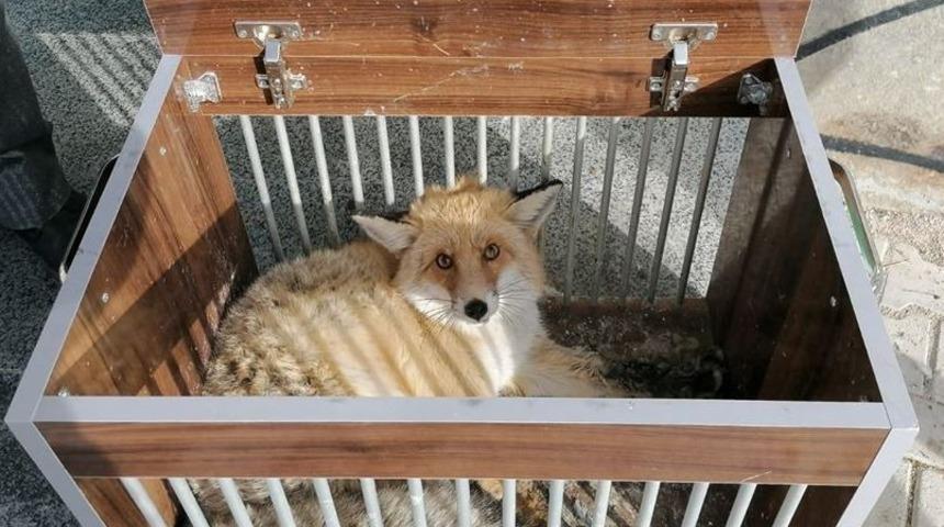 Yaralı Kızıl Tilki ile Puhu tedavi altına alındı