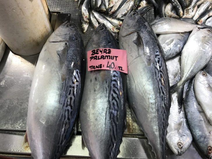 Balık fiyatları el yakıyor Muğla Haberleri