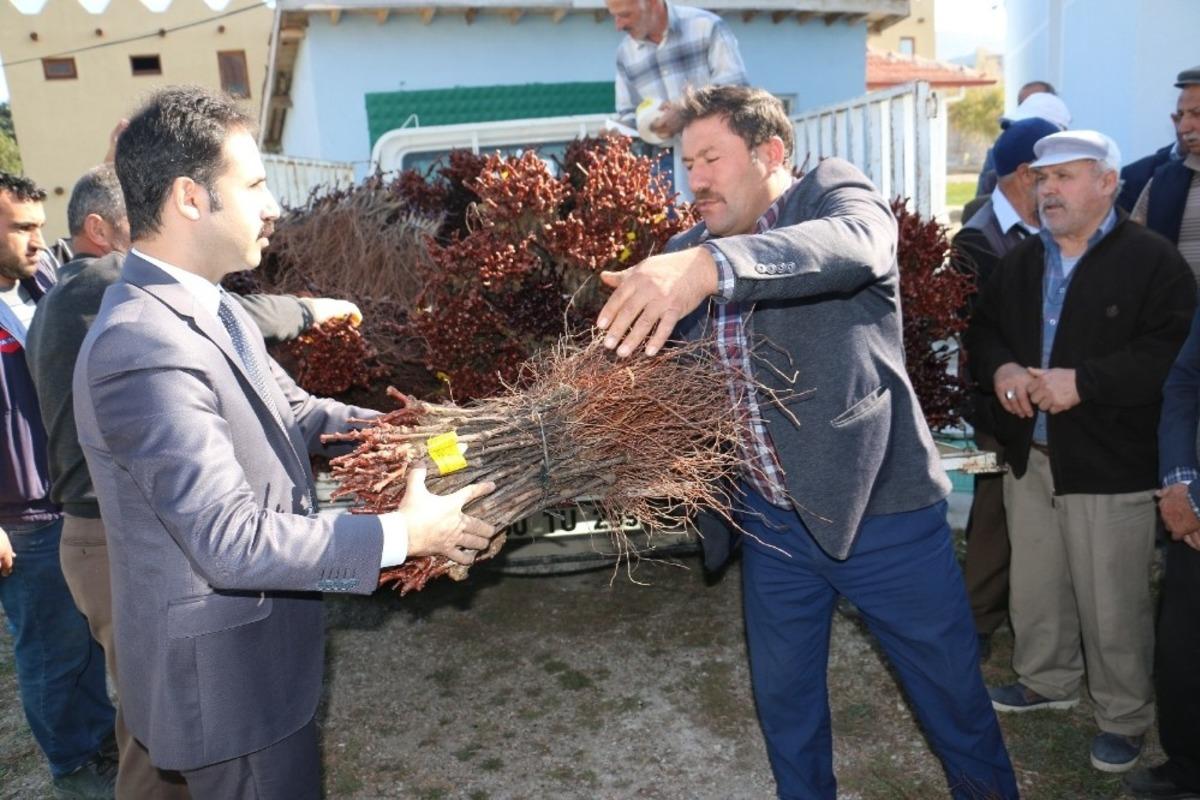 &Ccedil;orum&rsquo;da 4 bin yıllık bağlar yeniden hayat buluyor