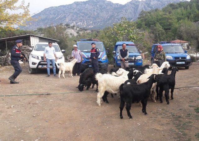 Kayıp dağ keçileri jandarma tarafından bulundu