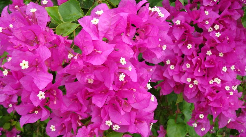 Begonvil Bakımı Nasıl Yapılır? Budama Teknikleri Nelerdir?