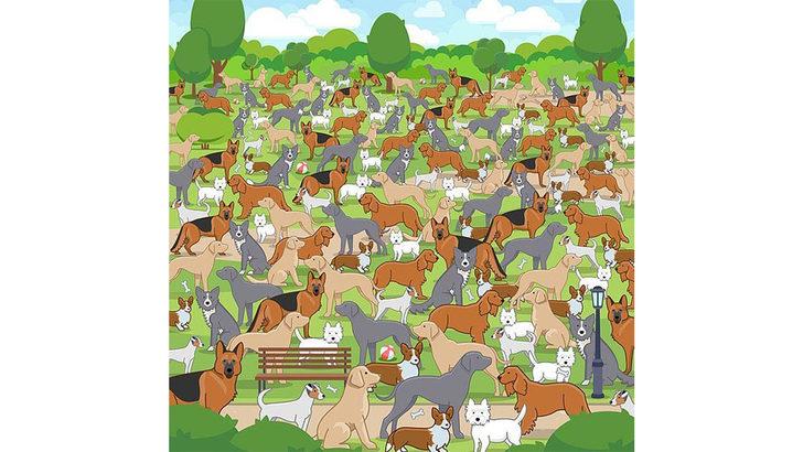 En zor dikkat testi! Bu soruları çok az kişi doğru cevaplıyor G3