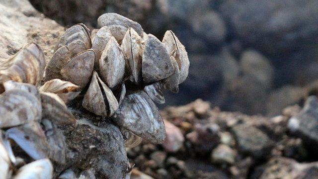 Zebra midyeler baraj gölünü tamamen istila etti
