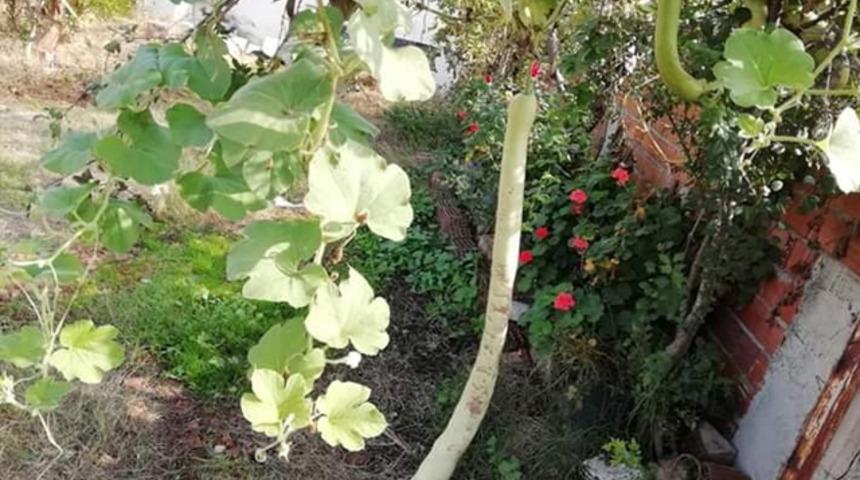 G&ouml;renler şaşkına d&ouml;nd&uuml;! 1 metre 15 santimetre uzunluğunda kabak