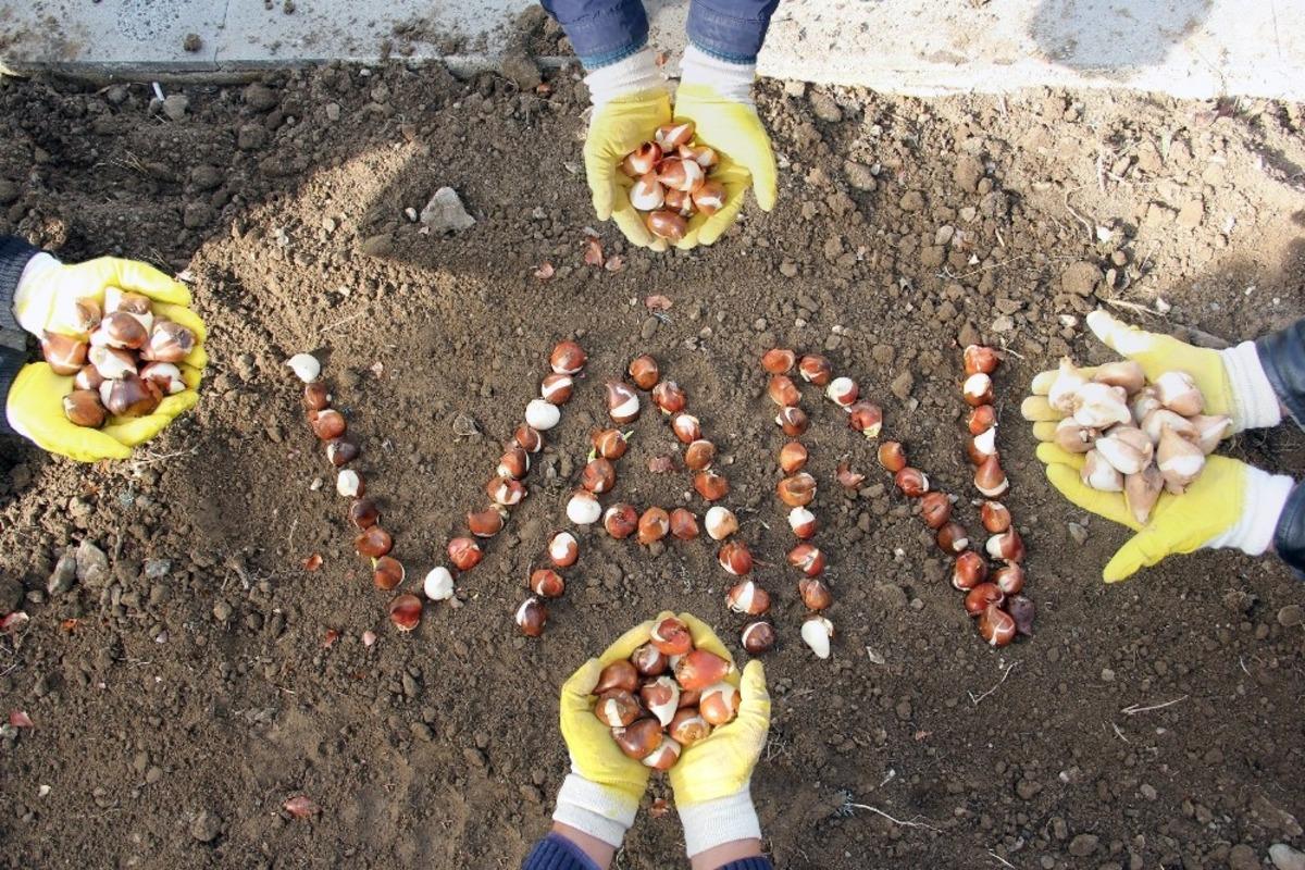 Van&rsquo;da 220 bin lale, s&uuml;mb&uuml;l ve nergis soğanı dikildi