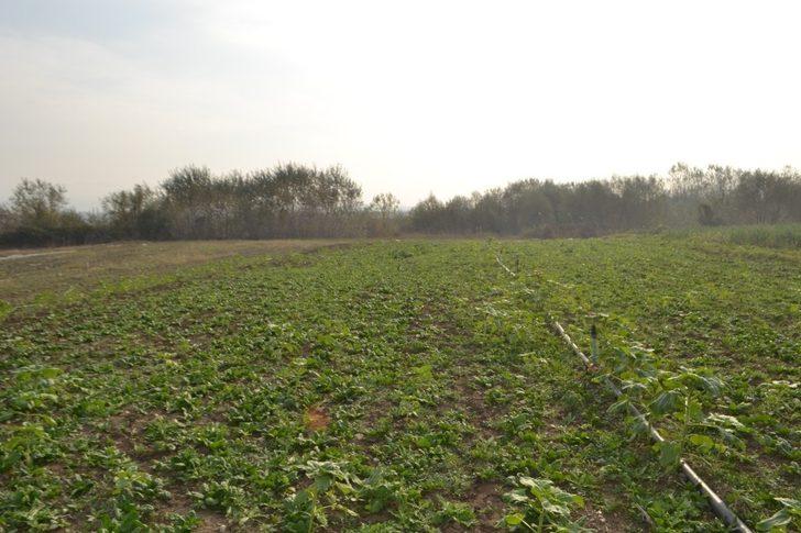 Ispanak zehirliyor haberlerine tepki G1