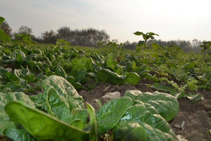 Ispanak zehirliyor haberlerine tepki G3