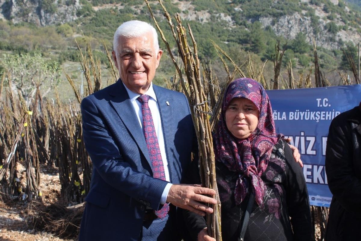 B&uuml;y&uuml;kşehirden kırsal kalkınmaya 55 bin ceviz fidanı desteği