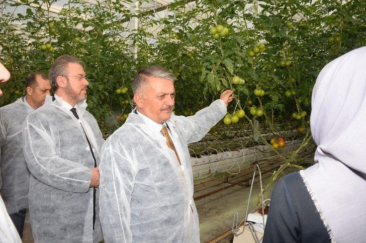 Vali Yazıcı, Burhaniye’de domates hasadı yaptı G2