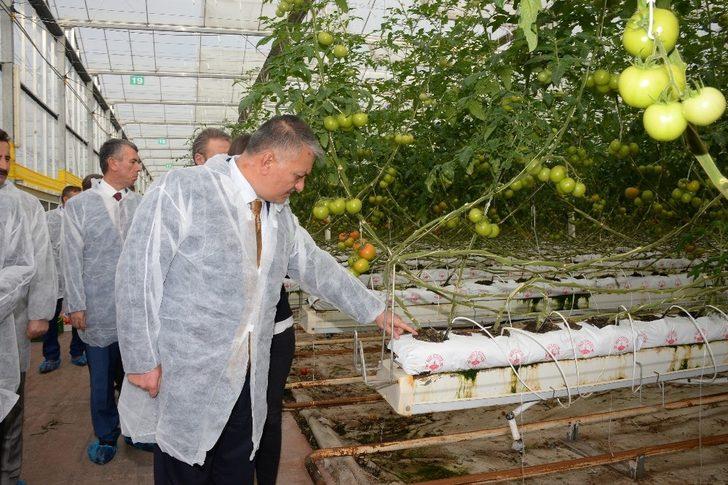 Vali Yazıcı, Burhaniye’de domates hasadı yaptı G3