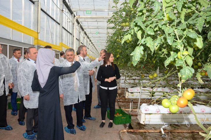 Vali Yazıcı, Burhaniye’de domates hasadı yaptı G4