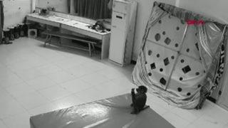 Çin’de maymun, bakıcısının telefonundan sipariş verdi